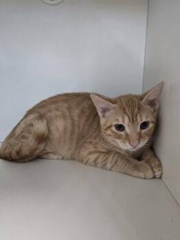 Rigatoni -  Domestic Short Hair Cat for Adoption in Savannah, Georgia - Rigatoni | PetCurious