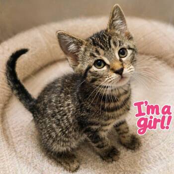 Tabby Cats Available for Adoption in Quincy, Ohio - Susan | PetCurious
