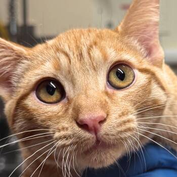Pomelo -  Domestic Short Hair Cat for Adoption in Santa Fe, New Mexico - Pomelo | PetCurious