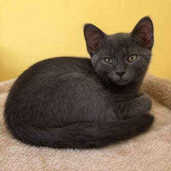 Baker -  Domestic Short Hair Cat for Adoption in Pontiac, Michigan - Baker | PetCurious