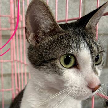 Leeloo Roswell -  Domestic Short Hair Cat for Adoption in Denver, Colorado - Leeloo Roswell | PetCurious