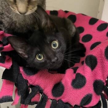 Sabine -  Domestic Short Hair Cat for Adoption in San Antonio, Texas - Sabine | PetCurious