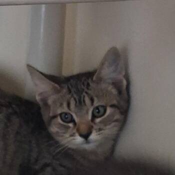 Barrell -  Domestic Short Hair Cat for Adoption in Ridgway, Colorado - Barrell | PetCurious