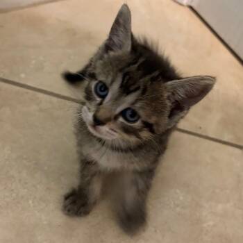 Snowshoe and American Shorthair Cats Available for Adoption in Miromar Lakes, Florida - Lumina | PetCurious