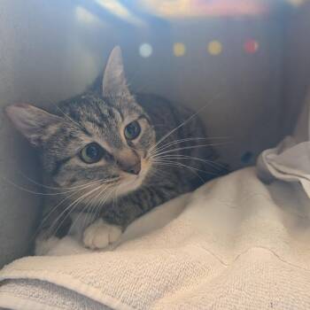Daisy -  Domestic Short Hair Cat for Adoption in Pasadena, California - Daisy | PetCurious