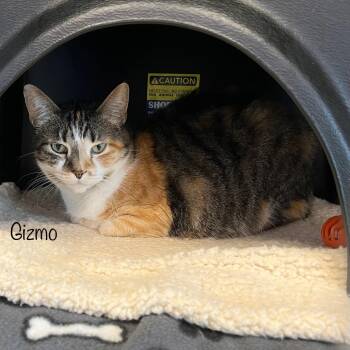 Gizmo -  Domestic Short Hair Cat for Adoption in Madisonville, Tennessee - Gizmo | PetCurious
