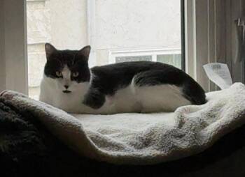 Domestic Short Hair Cats Available for Adoption in Grand Forks, North Dakota - REGGIE | PetCurious