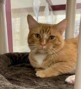 WHISKER -  Domestic Medium Hair Cat for Adoption in Springfield, Massachusetts - WHISKER | PetCurious