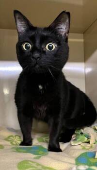 Domestic Short Hair Cats Available for Adoption - Monkey Bean | PetCurious