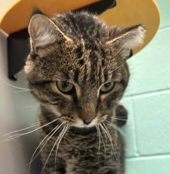 Toaster -  Domestic Short Hair Cat for Adoption in Golden, Colorado - Toaster | PetCurious