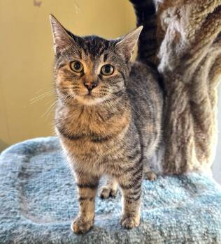 Rescue Domestic Short Hair Cats for Adoption in Guelph, Ontario - Macy | PetCurious