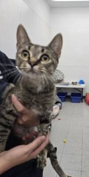 Bernice -  Domestic Short Hair Cat for Adoption in Evansville, Indiana - Bernice | PetCurious