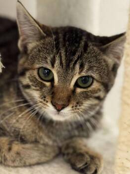 Rescue Domestic Short Hair Cats for Adoption in Sioux Falls, South Dakota - Dolli | PetCurious