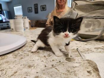 Bear -  Domestic Long Hair Cat for Adoption in San Jacinto, California - Bear | PetCurious