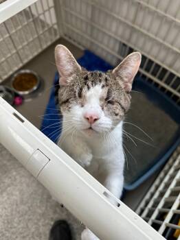 Aruba -  American Shorthair Cat for Adoption in Van Wert, Ohio - Aruba | PetCurious