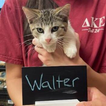 Domestic Short Hair Cats Available for Adoption in Minnetonka, Minnesota - Walter C69032 | PetCurious