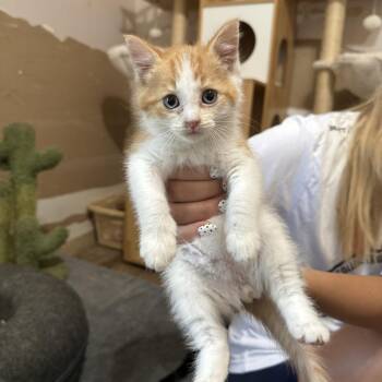 Corvette -  Domestic Short Hair Cat for Adoption - Corvette | PetCurious