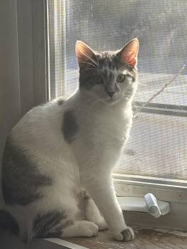 Domestic Short Hair Cats Available for Adoption in Hudson, New Hampshire - Moo | PetCurious