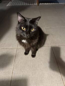 AXEL -  Domestic Short Hair Cat for Adoption in San Antonio, Texas - AXEL | PetCurious