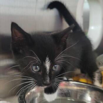 Fiberglass -  Domestic Short Hair Cat for Adoption in Allegan, Michigan - Fiberglass | PetCurious