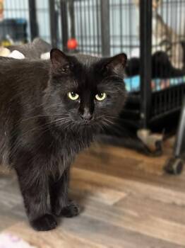 Rescue Domestic Long Hair Cats for Adoption in New Blaine, Arkansas - Morgana | PetCurious