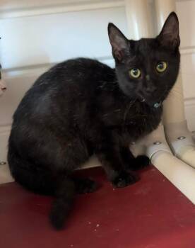 Gunther -  Domestic Short Hair Cat for Adoption in Marion, Ohio - Gunther | PetCurious