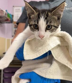 Erik -  Domestic Short Hair Cat for Adoption in Vancouver, Washington - Erik | PetCurious