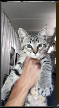 Tortilla -  Domestic Short Hair Cat for Adoption in Lafayette, Colorado - Tortilla | PetCurious