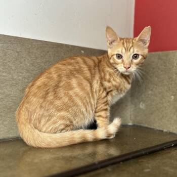 Grimm -  Domestic Short Hair Cat for Adoption in Green Bay, Wisconsin - Grimm | PetCurious
