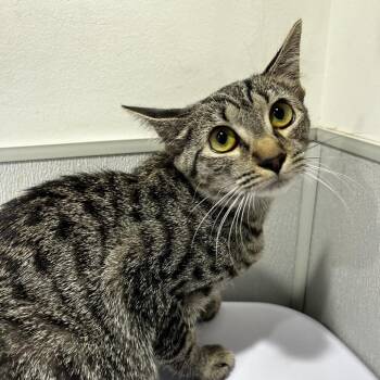 Domestic Short Hair Cats Available for Adoption in Tampa, Florida - Mew Mew | PetCurious