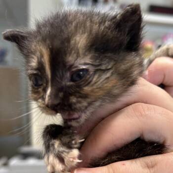 Blueberry Muffin -  Domestic Short Hair Cat for Adoption in Chattanooga, Tennessee - Blueberry Muffin | PetCurious