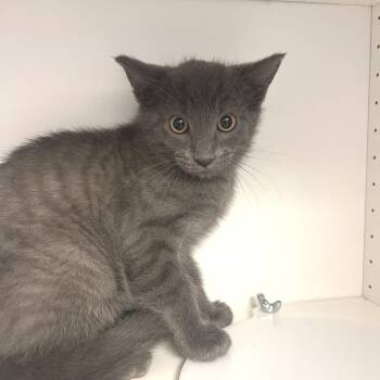 Francis -  Russian Blue Cat for Adoption in Albert Lea, Minnesota - Francis | PetCurious
