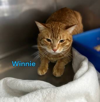 Rescue Domestic Short Hair Cats for Adoption in Jim Thorpe, Pennsylvania - Winnie | PetCurious