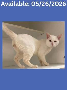 Cat Condo #1 Markus -  Domestic Short Hair and Mixed Breed Cat Available for Adoption in Greenville, Texas - Cat Condo #1 Markus | PetCurious