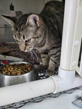 Domestic Short Hair Cats Available for Adoption in Chappell, Nebraska - Sarah | PetCurious