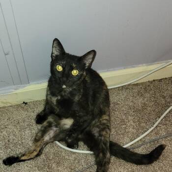 Domestic Short Hair Cats Available for Adoption - Pumpkin | PetCurious