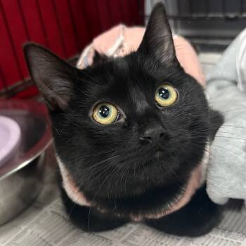 Rescue Domestic Short Hair Cats for Adoption in Buffalo, New York - Olive | PetCurious