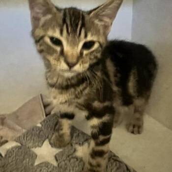 Thom -  Domestic Short Hair Cat for Adoption in Dayton, Ohio - Thom | PetCurious