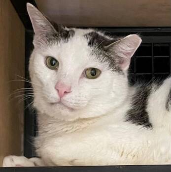 De Niro -  Domestic Short Hair Cat Available for Adoption in New York, New York - De Niro | PetCurious