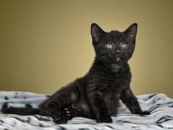 EREBUS -  Domestic Short Hair Cat Available for Adoption in Santa Fe, New Mexico - EREBUS | PetCurious