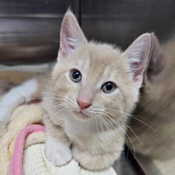 Wren -  Domestic Short Hair Cat for Adoption in Port Townsend, Washington - Wren | PetCurious