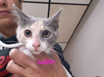 Domestic Short Hair Cats Available for Adoption - Judith | PetCurious