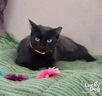 Domestic Short Hair Cats Available for Adoption in Washington, District Of Columbia - Priscilla | PetCurious