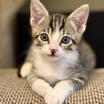 Rescue Domestic Short Hair Cats for Adoption in Pleasant Hill, California - Lola | PetCurious