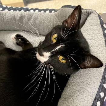 Velvet -  Domestic Short Hair Cat for Adoption in Cheyenne, Wyoming - Velvet | PetCurious
