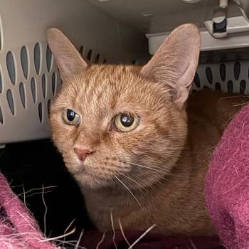 Sally -  Domestic Short Hair Cat for Adoption in Fairport, New York - Sally | PetCurious