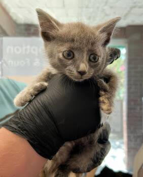 Thumbelina -  Domestic Short Hair Cat for Adoption in Nashville, Tennessee - Thumbelina | PetCurious