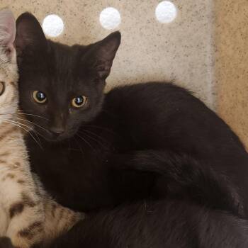 Zack -  Domestic Short Hair Cat for Adoption in Reno, Nevada - Zack | PetCurious