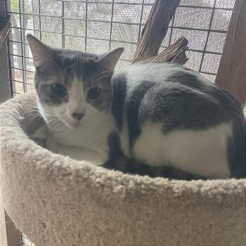 Jinxy -  Domestic Short Hair Cat for Adoption in Prescott, Arizona - Jinxy | PetCurious