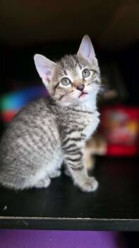 Domestic Short Hair Cats Available for Adoption in Taycheedah, Wisconsin - Rainie | PetCurious